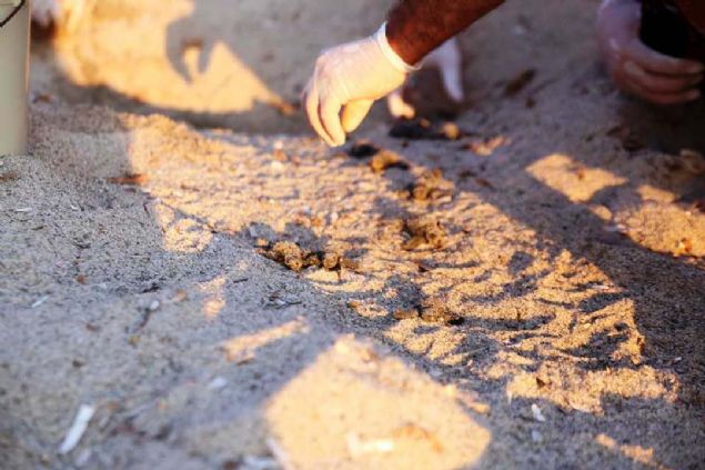 Yavru kaplumbaalar bulan Bodrum Belediye Meclis yesi Tamer Mandalinci de Bodrum'da l caretta caretta grmeye alk olduklarn, byle gzel bir olayn ise Bodrumda grlmesinden memnuniyet duyduklarn dile getirerek,  <br><br>  'Dn gece Turgutreis sahilinde karlatk yavru carreta carettalarla hemen DEKAMER'i arayarak bilgi aldk neler yapmamz gerektiini anlattlar. Biz de yetkililerin dorultusunda kaplumbaalar denize ulatrdk' dedi.   