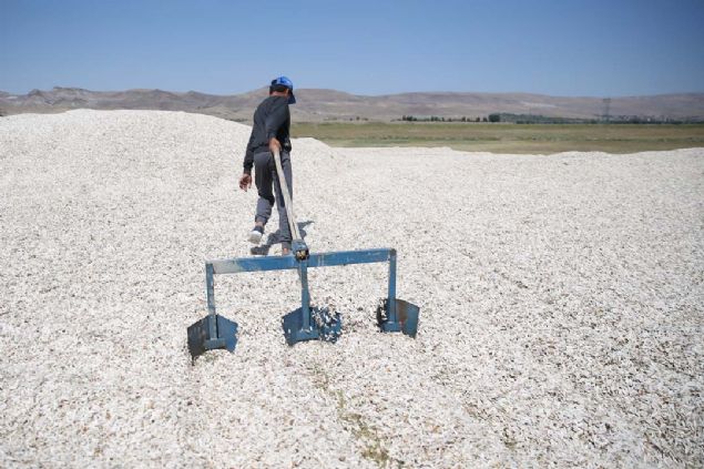 AA muhabirine aklama yapan iftilerden 40 yandaki Sadk ifti, mahallelerinde ekirdee emamer dediklerini ve rnlerini organik rettiklerini syledi. 