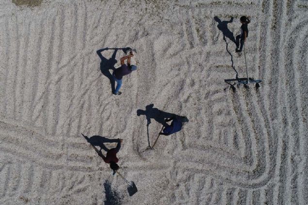 'Ay ekirdeini 4. ayda ekeriz, 8. ay dediimiz zaman hasat zamanmz gelir. Scak olmad zaman ekirdek kurumaz. Scan altnda almak da zor... 