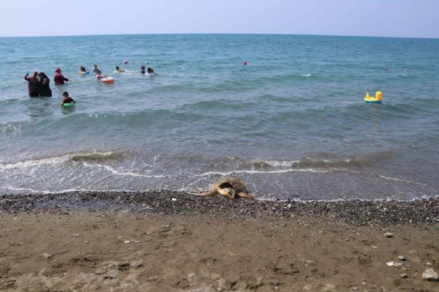 �STE Deniz Bilimleri ve Teknolojisi Fak�ltesi Deniz Bilimleri B�l�m� ��retim �yesi Prof. Dr. Cemal Turan, b�lgede iki t�r deniz kaplumba�as� oldu�unu s�yledi.   