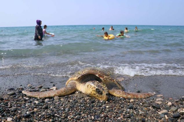 Karaa�a� Mahallesi'nde halk plaj�nda y�zen vatanda�lar, yaral� bir caretta carettan�n kumsala ��kt��� fark edince durumu plaj g�revlilerine bildirdi.   