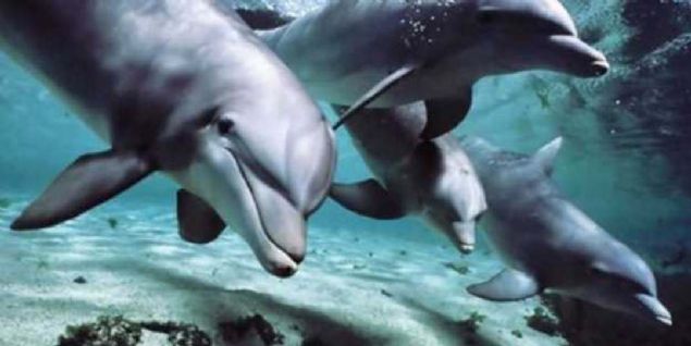 Dnya zerinde ABD'den baka yunuslar askeri anlamda kullanan tek lke ise Rusya. Rusya'nn da Karadeniz'de, savalarda kullanmak zere zel eitimli yunuslarnn bulunduu biliniyor. 