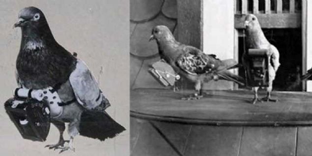 Gvercinler II. Dnya Sava srasnda haberleme ve istihbarat ok nemliydi. Bu iki grevi de gvercinler stlenmiti. 