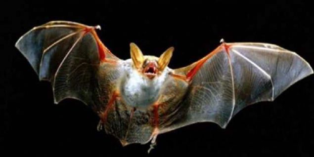 Yarasalar gece dar ktklarndaysa bombalar uzaktan kumandayla patlatlacak, bylece Japonya'nn her bir sokanda binlerce patlama yaanacakt. Gnderilen ilk sryle baarl bir sonu alndysa da ABD, yarasalardan ok daha etkili olan atom bombasyla Japonya'y vurdu ve sava sona erdi. 