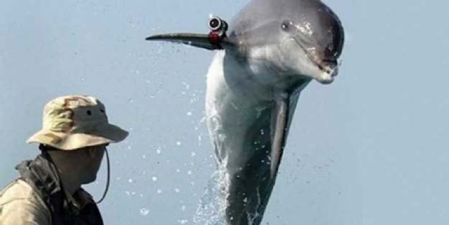 Yunuslar ABD'de 1959 ylnda balatlan programda yunuslarn zekas askeri alanda kullanlmaya baland. Yunuslar, zel eitimlerle su altndaki maynlar temizleme, zerine yerletirilen kameralar ile de dman gzetleme, gemiye veya sse szabilecek dman dalglarn ldrme gibi pek ok grevi yerine getirebiliyor. 