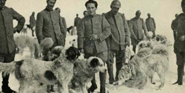 zellikle II. Dnya Sava'nda kpekler gaz maskeleriyle arama-kurtarma ekibi olarak grev yaptlar. Sovyer Rusya ise II. Dnya Sava'nda kpekleri canl bomba taktiiyle eiterek Alman tanklarn yok etmek iin kulland.  
