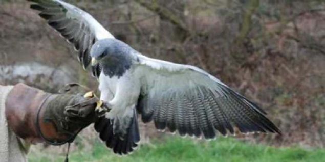 Fakat Alman ordusu, bu haberleme trafiine zm baka bir hayvanla getirdi: ahinler. ahinler, zel olarak eitilerek bu haberci gvercinleri avlamakla grevlendiriliyordu. 