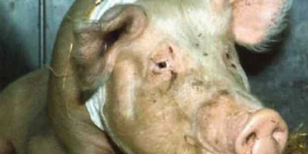 Sava alannda bu domuzlar canl canl atee verilerek fillerin zerine gnderilirdi. Domuzlar can havliyle yanarak fillerin zerine kotuklarnda filler rker ve arkaya doru kamaya alarak ou zaman kendi ordularn ezerlerdi. Domuzlarsa bu taktiin bedelini yanarak canyla derlerdi. 