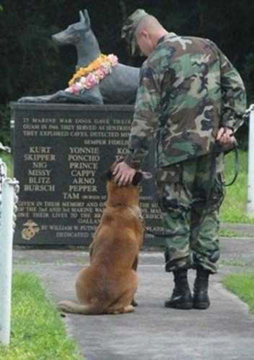 Avrupa'da da kpeklerin bulunduu zel birlikler sava meydanlarnda oka savamtr. O alarda kpein saldrganlndan ve gcnden faydalanlrken teknolojinin gelimesiyle birlikte kpekler, zekalaryla sava meydanlarnda yer almaya devam ettiler. 