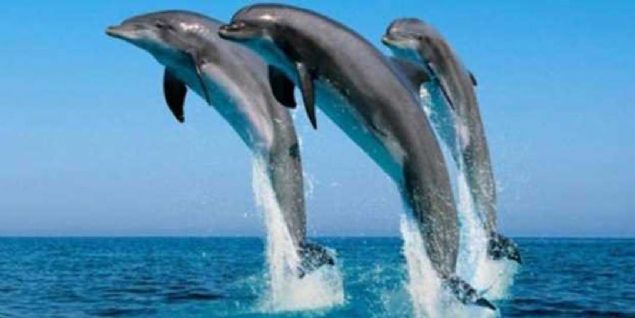 ABD ordusunda u anda 100'e yakn eitimli yunus bulunuyor. 