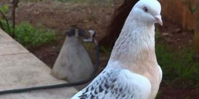 Gvercinlerin gsne taklan bir kamera sayesinde dman ordularnn zerinden uarken grntleri alnyor ve bylece kar taraf hakknda bilgi sahibi olunuyordu. 