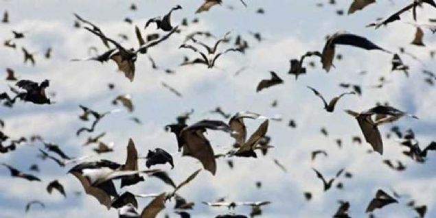 Yarasalar ABD ordusunun II. Dnya Sava'nda ortaya att bu projede, yarasalar bir nevi canl bomba olarak kullanlacakt. Yarasalarn zerine uzaktan kumandal patlayc maddeler yerletirilerel bu yarasalar srler halinde Japonya'ya gnderilecekti.  