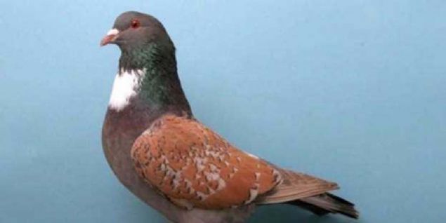 Ayrca telgraf mesajlarnn kolayca dmanlar tarafndan zlmesi nedeniyle ayaklarna balanan mesajlar sayesinde haberleme anlamnda da nemli yer tutuyorlard. 