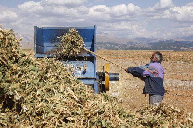 Gnein altnda nemini atan ve kuruyan fasulyeler, ardndan tarla sahiplerince traktr ya da brandalarla tarlann bir kesine toplanyor.     