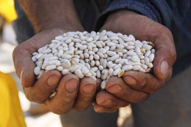 Kadnlarn trkler eliinde gnlk 110 lira cretle elle ya da orak yardmyla bitii fasulyeler, daha sonra kurumas iin bir sreliine tarlada bekletiliyor.      