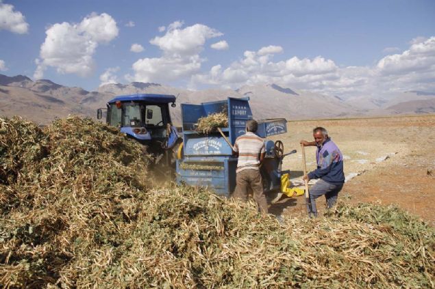 Kurumas iin ak havada birka gn bekletilen fasulyeler, tekrardan kadn iiler ya da reticilerce ta, toprak ve otlardan ayklanarak poetleniyor.    