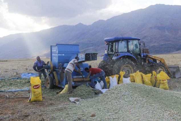 iftilerden Mustafa Yldz, AA muhabirine yapt aklamada, fasulye retimi yaparak geimini saladn syledi.   