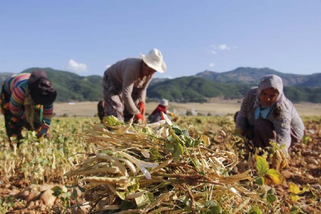 Sabah saat 05.00'te evden kyoruz, akam saat 18.00'e kadar tarlada gne altnda alyoruz, hava ok scak oluyor. Fasulye bimek iin srekli melip kalkyoruz. Gnlk 110 lira cret alyoruz.' 