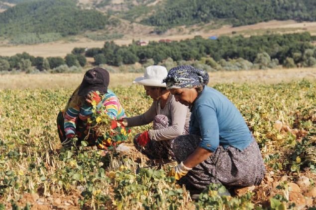 'Evi tek bama geindiriyorum, kk kzm renci, Elaz'da dershaneye gidiyor.  olana Ovack'ta kstl olduu iin kadn arkadalarla fasulye ve nohut bimeye geliyoruz ya da evlere temizlie gidiyoruz... 