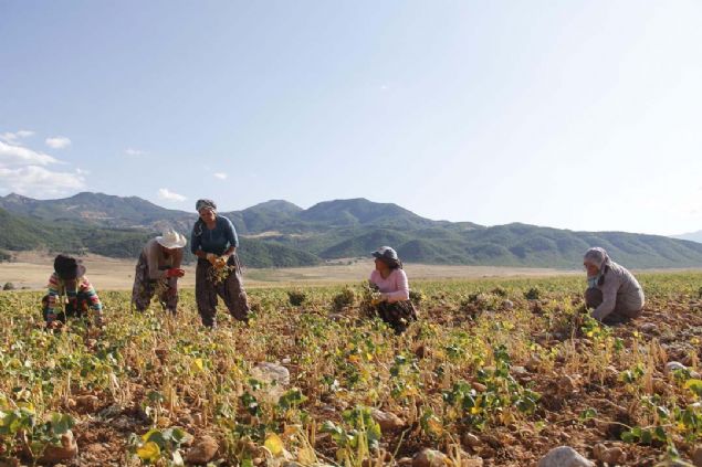 Fasulyeleri patoza atyoruz ve ardndan ayklama ilemini gerekletiriyoruz. Fasulyeleri ta, ot ve topraktan temizledikten sonra belediyelere ya da kooperatiflere satarak paramz alyoruz. Hasat zaman ilerimiz zor ve yorucu oluyor. Gnein altnda kavurucu scakta saatlerce alyoruz.' dedi. 