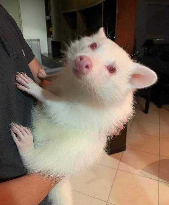 Albino rakun grm mydnz?     