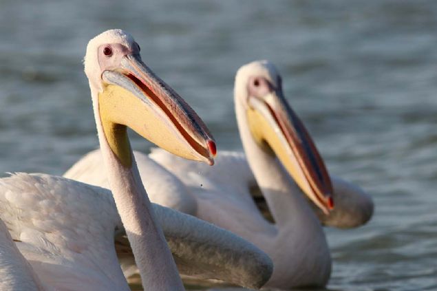 G�lde D�zenli'yi g�ren pelikanlar, kay���na yakla�arak g�nl�k yiyeceklerini almay� ihmal etmiyor. 