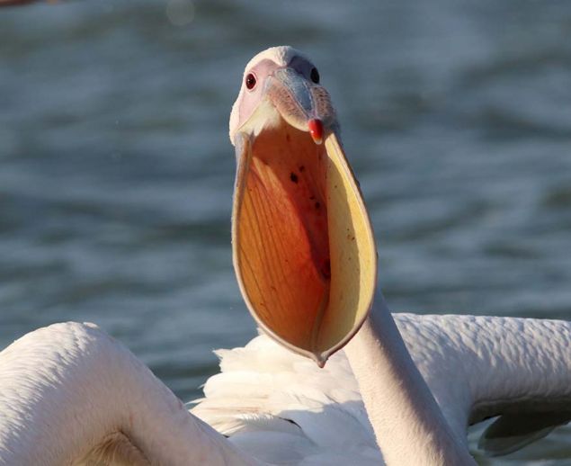 Ayd�n D�zenli, AA muhabirine yapt��� a��klamada, g�lde genellikle sazan ve turna avlad���n�, 3-4 y�ld�r da avlad��� bal�klar� g�ldeki pelikanlarla payla�t���n� s�yledi. 