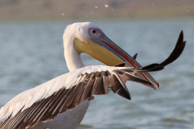 Ladik il�esinin 12 kilometre do�usunda yer alan ve 870 hektarl�k alana sahip Ladik G�l�, her y�l bahar aylar�ndan itibaren sonbahara kadar y�zlerce pelikana da ev sahipli�i yap�yor. 