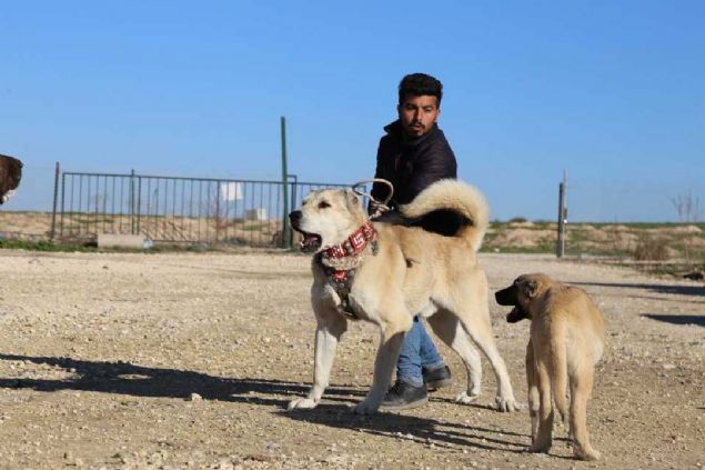 ABD'den tutun da Endonezya'ya, in'e, Avrupa zaten ayamzn altnda ve Rusya gibi lkelere senede 100'lerce malakl kpeimizi gnderiyoruz...        