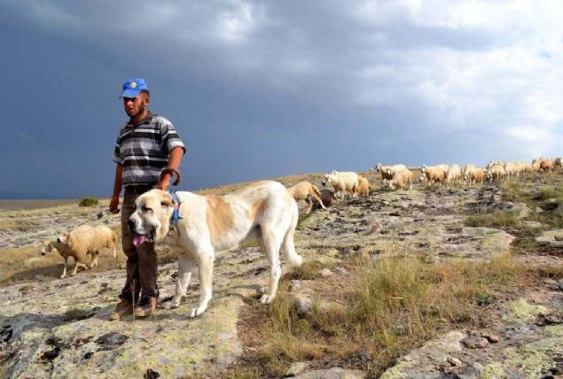 Son yllarda in, Brezilya ve Arjantin ile Afrika'nn farkl lkelerinden gelen talepler reticilerin yzlerini gldryor.          