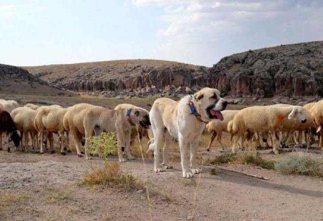 Malakllarn anne ve babasn gstererek, en iyi yavrularn yurt dna gitmesini salyoruz nk bu kpekler Aksaray malakls cinsini temsil ediyor...        