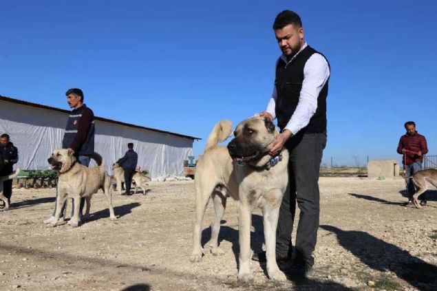 Merakllar iin fiyat asla sz konusu olmaz, herkes kendi kpeinden vazgemez, yani parayla bu iin pazar kolay kolay olmuyor.' ifadelerini kulland.          