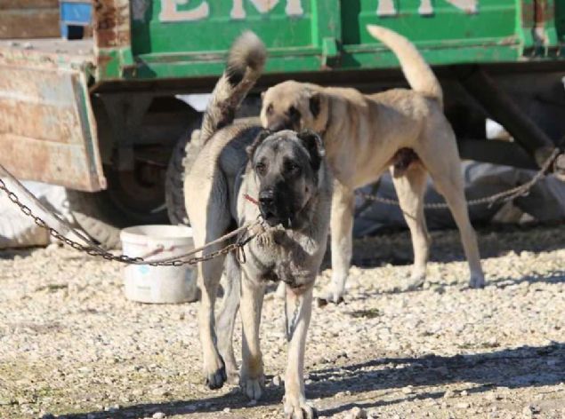 Cin Deki Koyunlari Koruyacak Foto Galeri Star