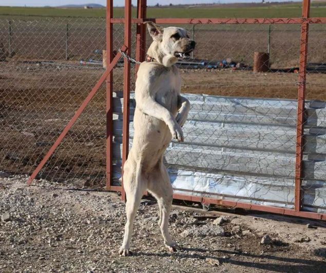 Fiyat, kilosu ve boyu gz kamatryor  <br><br>  rettikleri yavrular 'rezervasyon' usulyle sattklarn anlatan Kl, kpek almak isteyenlerin aylar ncesinden kendilerine isteklerini ilettiini dile getirdi.         