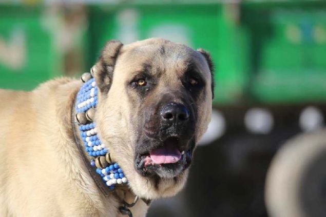 Malakl eniklerin bin 500 ile 2 bin 500 arasnda fiyatlar var. Son yllarda yurt dna giden malakllarn ou Uzak Dou'ya gidiyor. Burada da in n srada yer alyor.'        