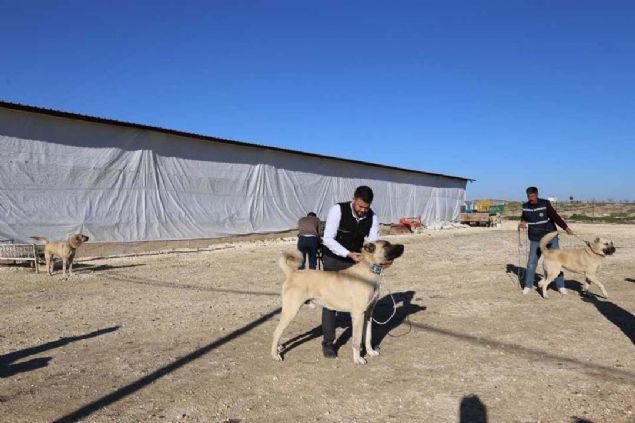 Gl ve iri csseleriyle 'Kurtboan' olarak bilinen ve lke apndaki yarmalarda birincilii gsleyen anlurfa'ya has oban kpekleri, dnyaca nl Sivas'n Kangal kpeklerine rakip olmaya hazrlanyor.         