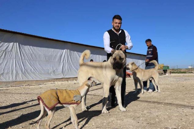 ri csseleri, koruma igdleri ve uysal yaplaryla dnya apnda ilgi gren oban kpei malakllar, Aksaray'da modern artlarda kurulan iftliklerde zenle yetitirilip dnyann drt bir yanna gnderiliyor.          