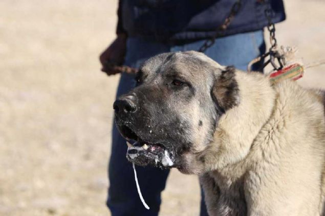 in'in Chengdu blgesine gnderilen malakl cinsi kpekler, han koyunlarn koruyarak dnyaya kendisini bir kez daha kantlad.         