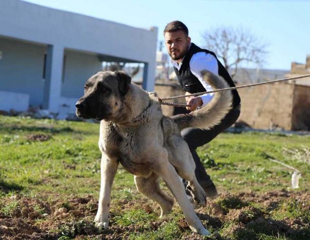 Kentin ceylan, kelaynak, l varan ve izgili srtlan gibi doada ender grlen hayvanlara ev sahiplii yaptn anmsatan Sevgili, yrede 'Guregh' olarak da adlandrlan 'Kurtboan' cinsi kpeklerin yaygn olduunu dile getirdi.         
