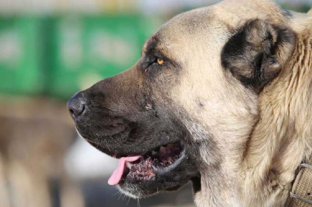 Anormal bir kuyruk yaps var. Byle bir kuyruk yaps daha nce grmedim. Adam geldi, bakt beendi ve koyunlarn korumak iin malakly gtrd. Sosyal medyadan takip ettiim kadaryla kpeimiz yetimi, bym iini de gayet iyi yapyormu, inli de ok memnun.'       