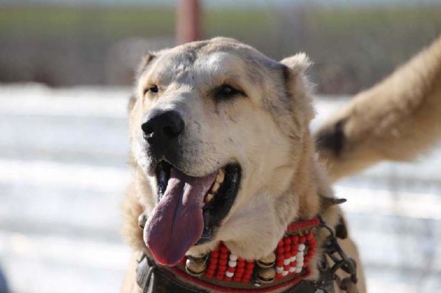 Kkba hayvancln nemli merkezlerinden anlurfa'da, binlerce koyunun bulunduu srlerin olmazsa olmazlarnn banda oban kpekleri geliyor.       