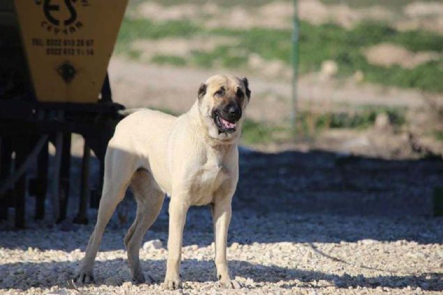 Erkekler diilere gre biraz daha iri csseli ve kuyruklarnn st ksm srta doru biraz daha kvrmldr. Yz, burun ve kulak blgesinde siyah maskelenme grlen bir tr olarak biliniyor.      