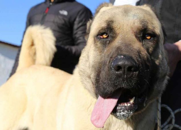 Kr beyazdan deiik tonlarda trleri bulunuyor. Arka ayakta z toynak benzeri bir knt da yine bu tre zgdr.'      