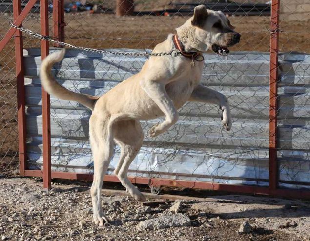 'Guregh' olarak da adlandrlan bu kpekler, bata Sivas olmak zere stanbul ve Ankara'da dzenlenen yarmalarda son yllarda birincilii gsleyerek, dnyaca nl Kangal kpeklerine rakip olmaya hazrlanyor.       