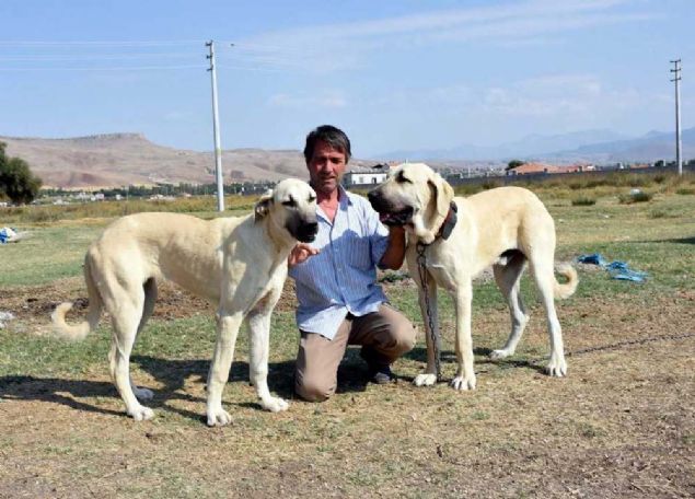 'Koyunlarn korumak iin malakly gtrd'  <br><br>  Son 4-5 yldr in'e ok sayda malakl kpei gtrldn anlatan Tprdamaz, unlar kaydetti: 'Yakn zamanda bir inli daha geldi. Vatandala istiarede bulunduk, grtk. in'in 'han koyunlar' rk varm. Adam bu koyunlarn besiciliini yapyormu. Han koyunlarnn korunmas iin malakl istedi. Biz de buradan yardmc olduk ve kpekleri in'e gtrd. Kpekleri vermeden nce biraz aratrdk. Bu koyunlar grnce ardm...       