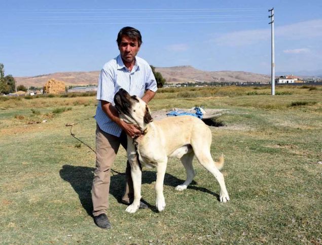 Kl, Avrupa lkelerinde bu tr rklarn daha fazla ilgi grdn ifade ederek, unlar kaydetti: 'Ankara'da 300 kpein katld festivalde birinci olduk. stanbul'da 500'e yakn kpein katld yarmann da ampiyonu olduk. En son Sivas'ta dzenlenen dog show yarnda birinci olduk. Bu kpeklerin Sivas kangalndan fark, bu corafyaya ok iyi uyum salamasndan kaynaklanyor...     