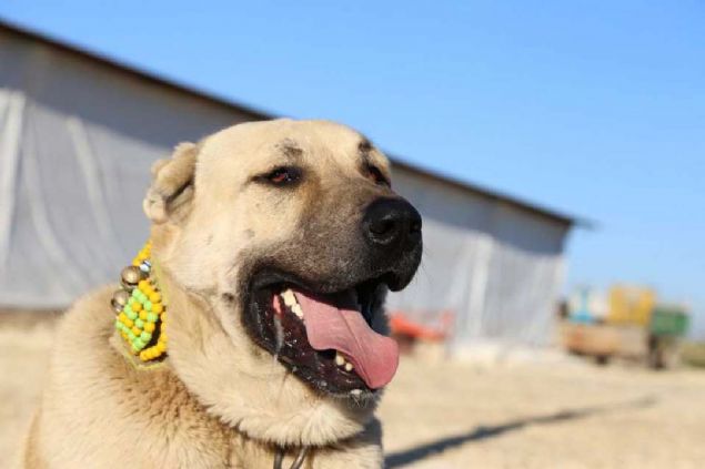 'Csseli ve dayankl'  <br><br>  Harran niversitesi (HR) Veteriner Fakltesi Dekan Prof. Dr. Murat Sevgili, AA muhabirine yapt aklamada, anlurfa'nn hayvan poplasyonu asndan zengin bir il olduunu syledi.          