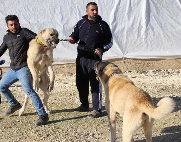 Yaklak 3 bin 500 yl nce de Orta Asya'dan Mezopotamya havzasna Smerler tarafndan getirildii belirtilmitir. Bunlar bilim adamlar ve kinologlar (kpek bilimci) sylyor...         