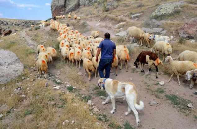 Aksaray Malakls Irklar Gelitirme Dernei (AKMD) Bakan Muammer Tprdamaz, AA muhabirine yapt aklamada, malakllarn artk dnyaya nam saldn syledi.         