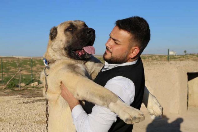 Doadaki tehlikelere kar obanlarn 'en gvenilir yol arkada' olan 'Anadolu aslan'na, Almanya, ngiltere, Hollanda, Bulgaristan, Romanya ve Rusya gibi lkelerden gelen youn talep dikkati ekiyor.          